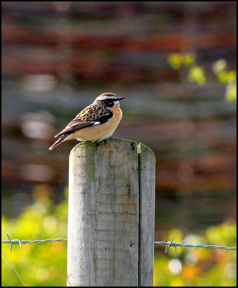 Whinchat 010516