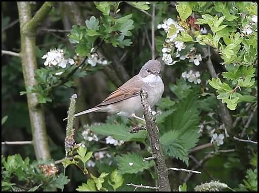 Whitethroat 230516