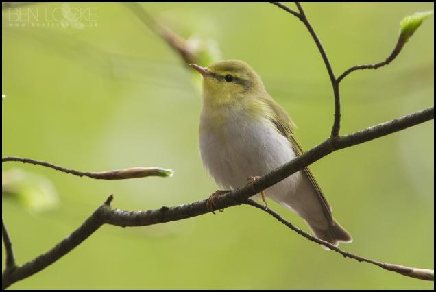 Wood Warbler 090516