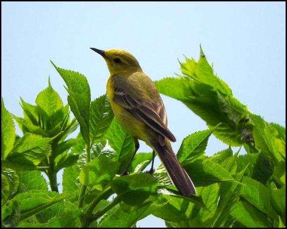Yellow Wagtail 200516