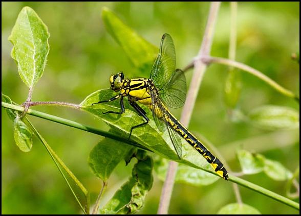 Club-tailed Dragonfly 070616