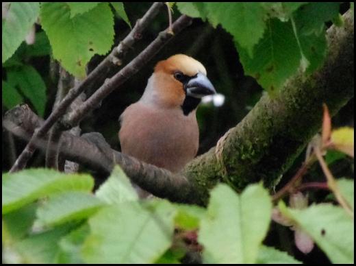 Hawfinch 010616