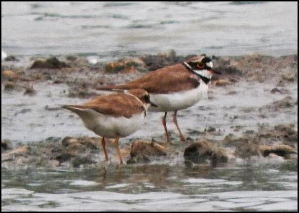 Little Ringed Plovers 120616