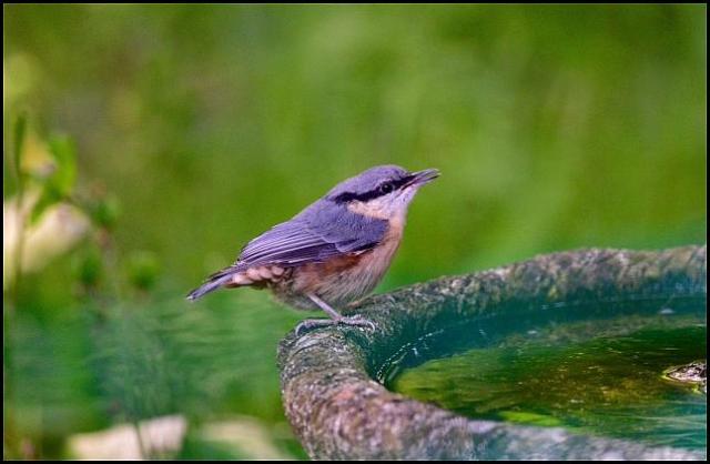 Nuthatch 030616