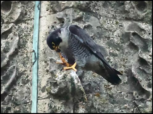 Peregrine 2 010616