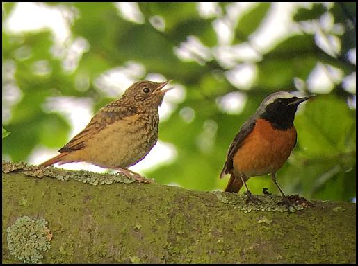 Redstarts 260616