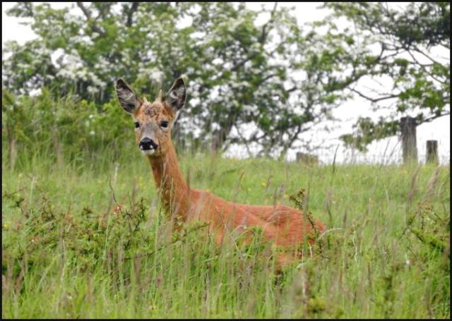 Roe Deer 040616