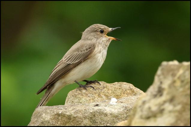 Spotted Flycatcher 040616