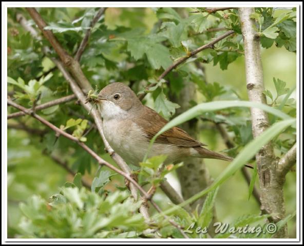 Whitethroat 050616