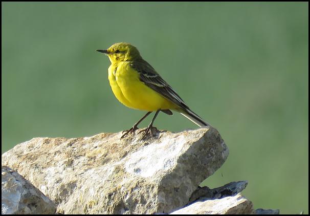 Yellow Wagtail 120616