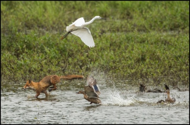 Fox &amp; Ducks 040716
