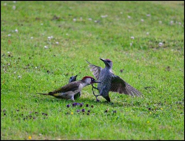 Green Woodpeckers 150716