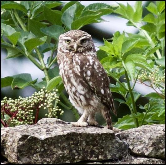 Little Owl 1 290716