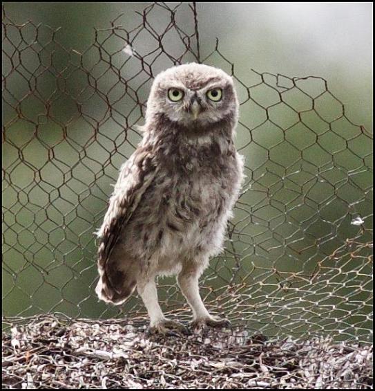 Little Owl 2 290716
