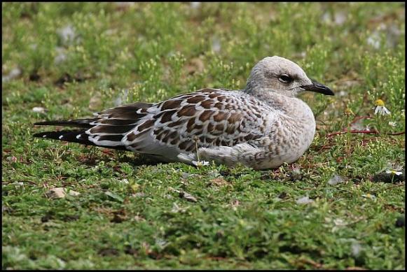 Mediterranean Gull 310716