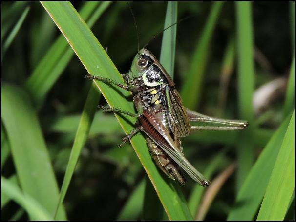 Roesel's Bush Cricket 270716