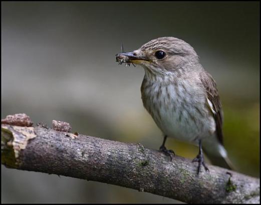 Spotted Flycatcher 080716