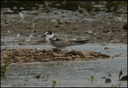 Black Tern 240816