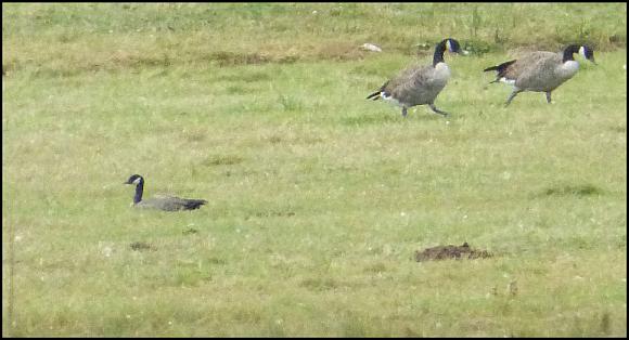 Cackling Goose 240816