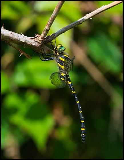 Golden-ringed Dragonfly 060816