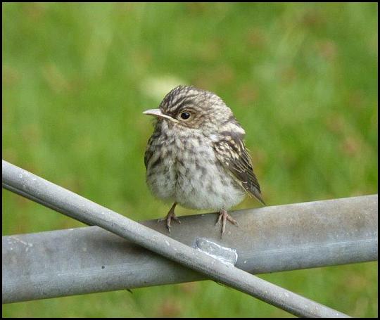 Spotted Flycatcher 080816