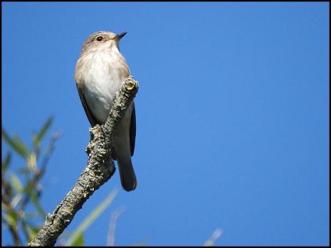 Spotted Flycatcher 290816