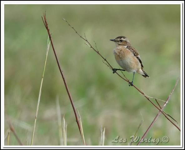 Whinchat 210816