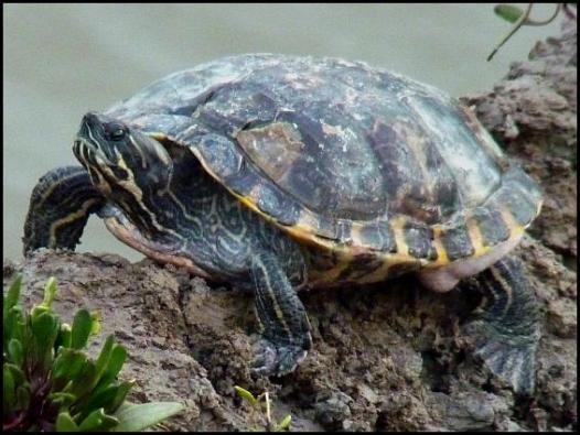 Yellow-bellied Slider 310816