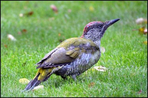 green-woodpecker-270916
