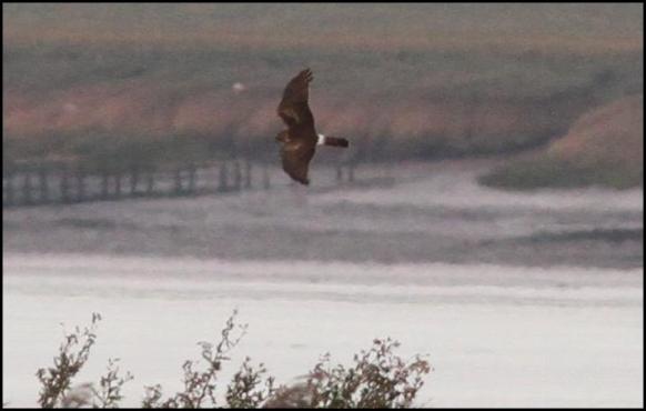 hen-harrier-1-240916