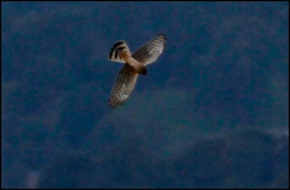 hen-harrier-2-240916