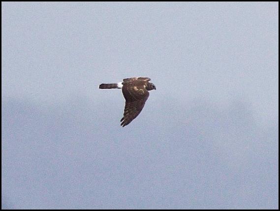 hen-harrier-290916