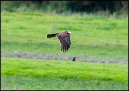 marsh-harrier-220916
