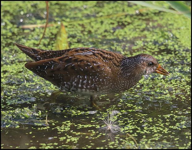 spotted-crake-1-210916