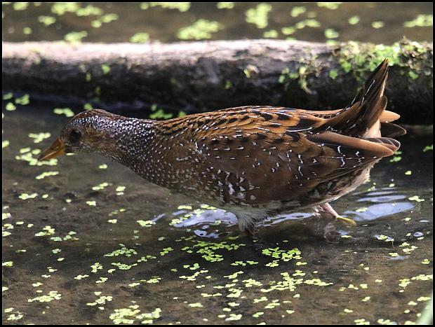 spotted-crake-2-210916