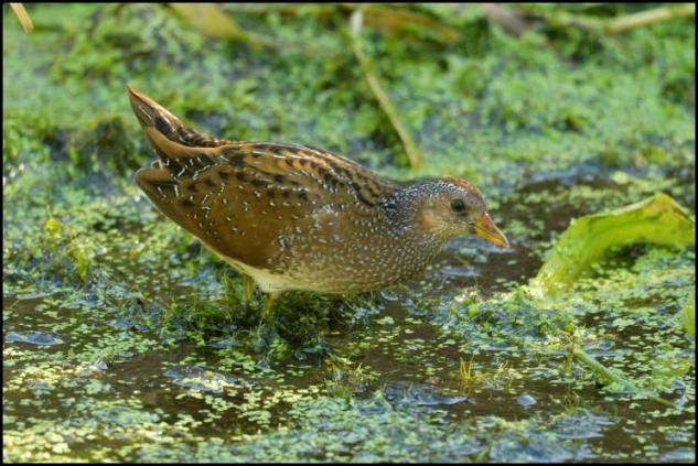 spotted-crake-2-230916