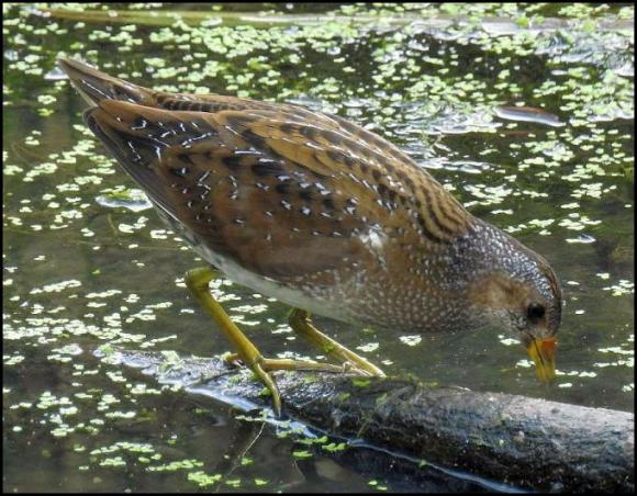spotted-crake-220916