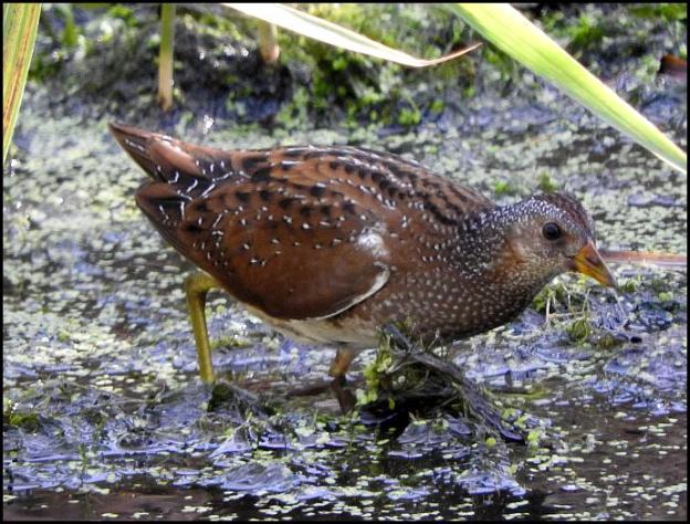 spotted-crake-230916