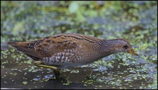 spotted-crake-240916