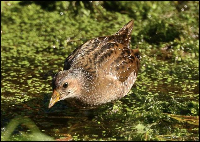 spotted-crake-3-230916