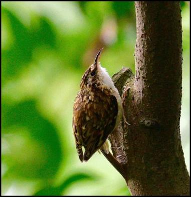 treecreeper-200916