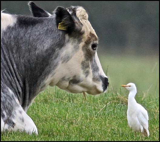 Cattle Egret 1 301016.jpg