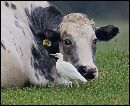 Cattle Egret 2 301016.jpg