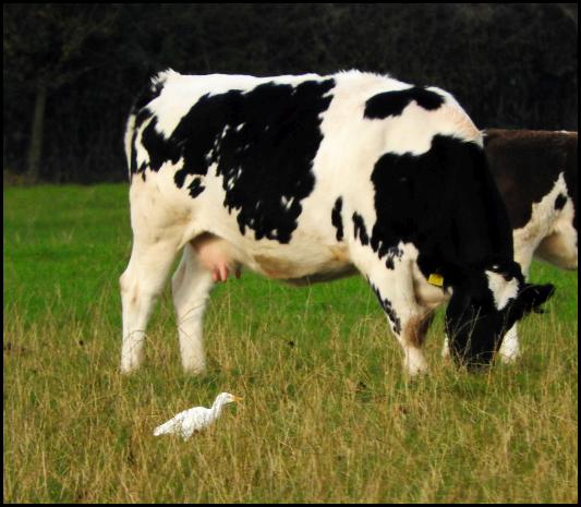 cattle-egret-261016