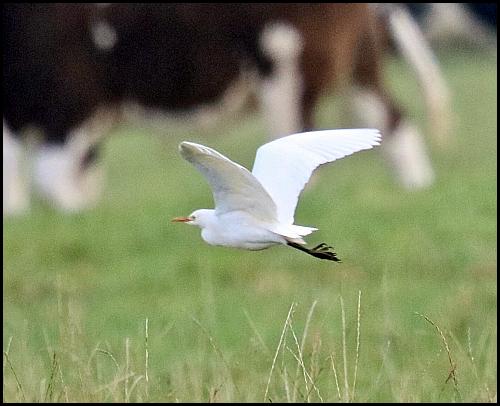 cattle-egret-271016