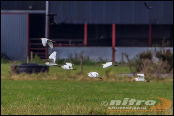 cattle-egrets-2-281016