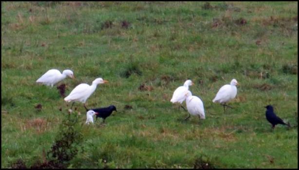 cattle-egrets-251016