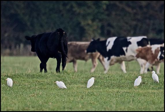 cattle-egrets-271016
