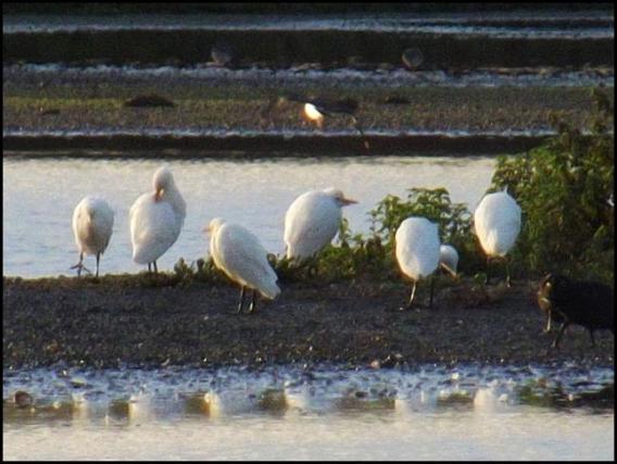 cattle-egrets-281016