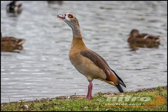 egyptian-goose-281016